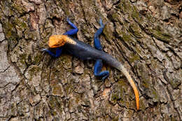 Image of Agama finchi leucerythrolaema Wagner et al. 2011
