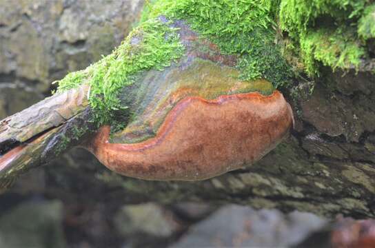 Image of Phellinus hartigii (Allesch. & Schnabl) Pat. 1903