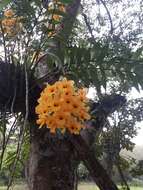 Plancia ëd Dendrobium fimbriatum Hook.