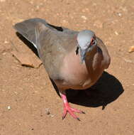 Image of African Mourning Dove