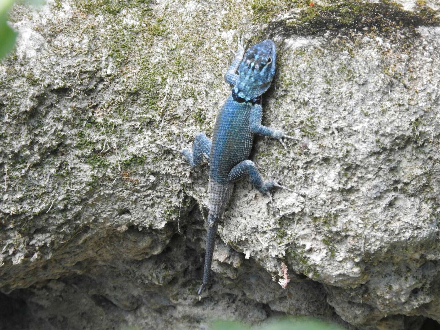 صورة Sceloporus minor cyaneus Treviño-saldaña 1988