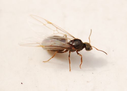 Image of Black garden ant