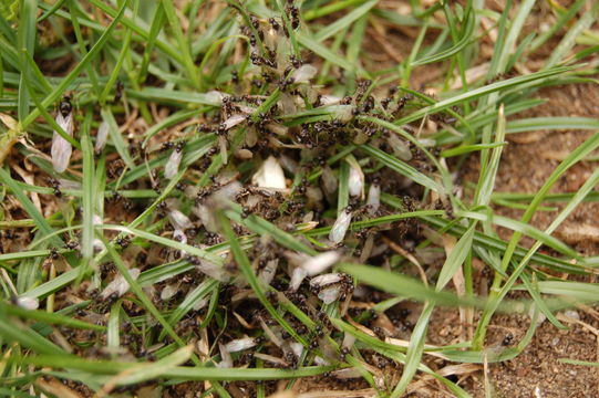 Image of Black garden ant