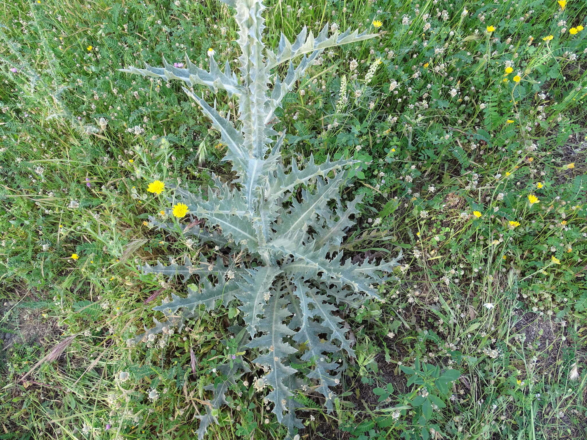 Image of Illyrian cottonthistle