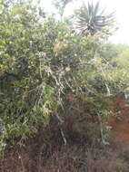 Image of Capparis sepiaria var. citrifolia (Lam.) Tölk.