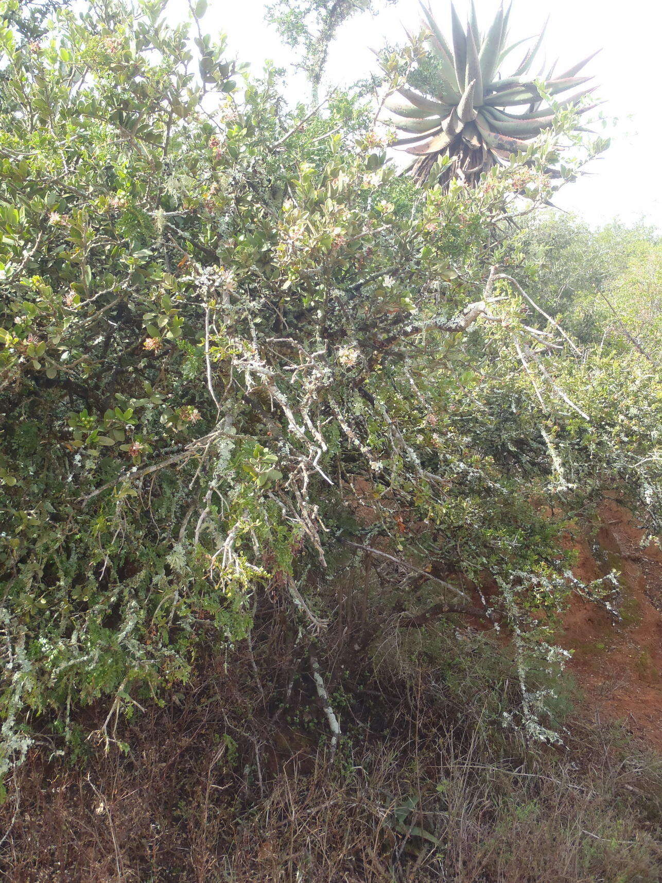 Image of Capparis sepiaria var. citrifolia (Lam.) Tölk.