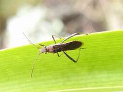 Imagem de Melanacanthus margineguttatus Distant 1911