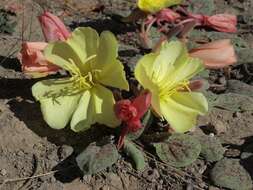 Imagem de Oenothera xylocarpa Coville