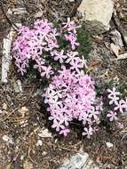 Imagem de Phlox austromontana Coville