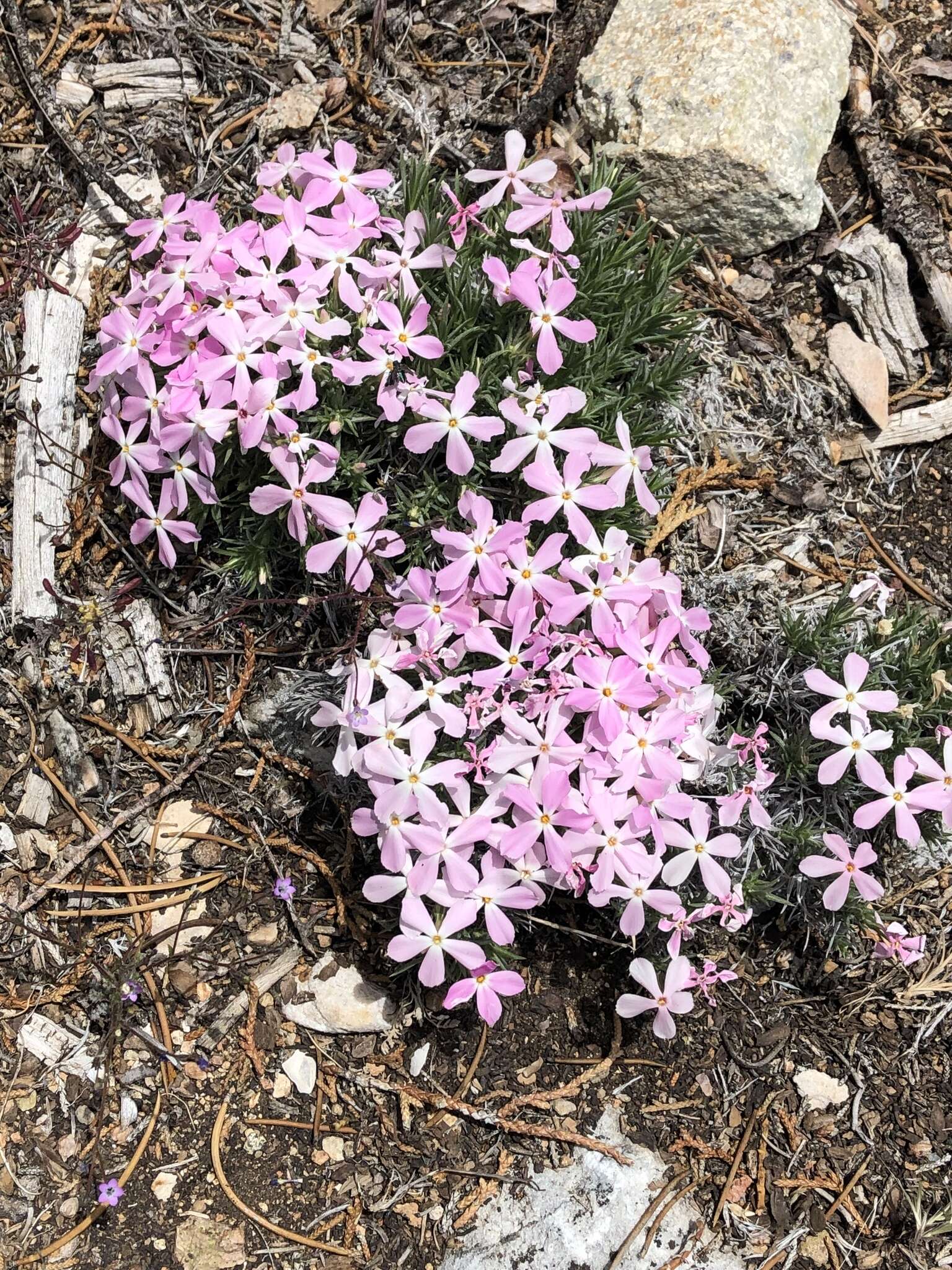 Imagem de Phlox austromontana Coville