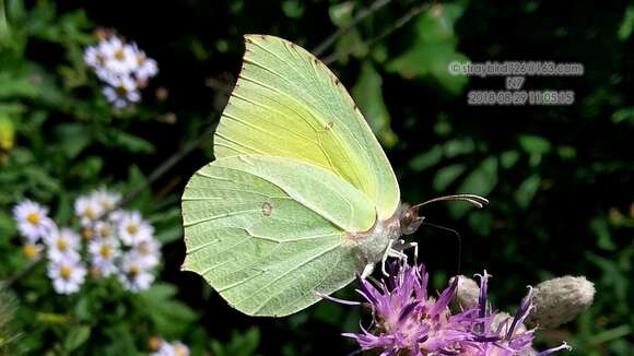 Image of Gonepteryx maxima Butler 1885