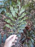 Image of Cupaniopsis newmanii S. T. Reynolds