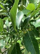 Imagem de Ficus cumingii Miq.