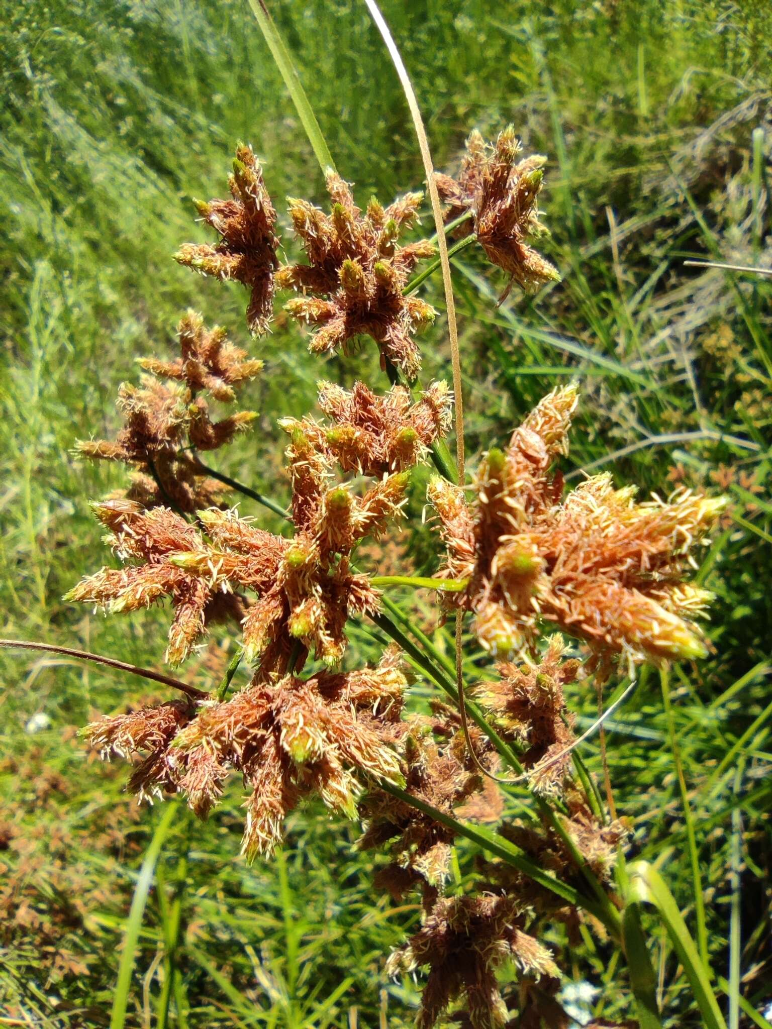 Image of Rhodoscirpus asper (J. Presl & C. Presl) Lév.-Bourret, Donadío & J. R. Starr