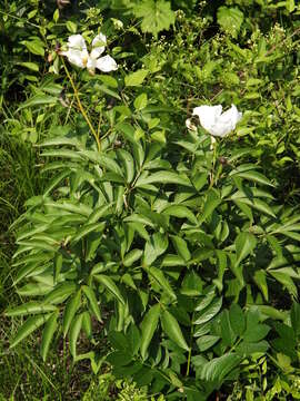 Image de Pivoine de Chine