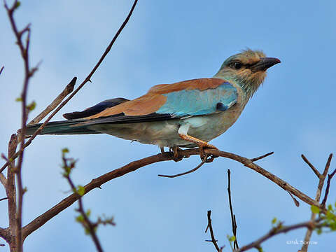 Image of European Roller