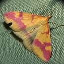 Image of Pyrausta scurralis Hulst 1886