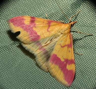 Image of Pyrausta scurralis Hulst 1886