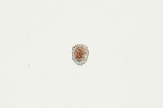 Image of Siphonaria japonica (Donovan 1824)