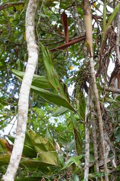 Basselinia eriostachys (Brongn.) Becc.的圖片