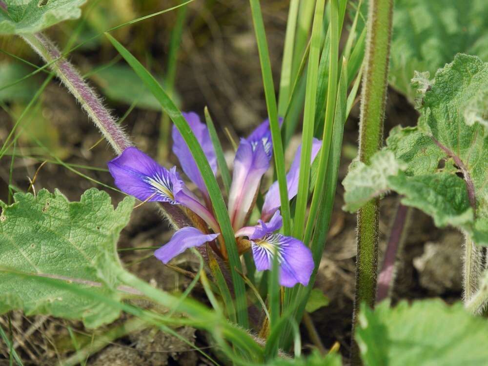 Image of Iris pontica Zapal.