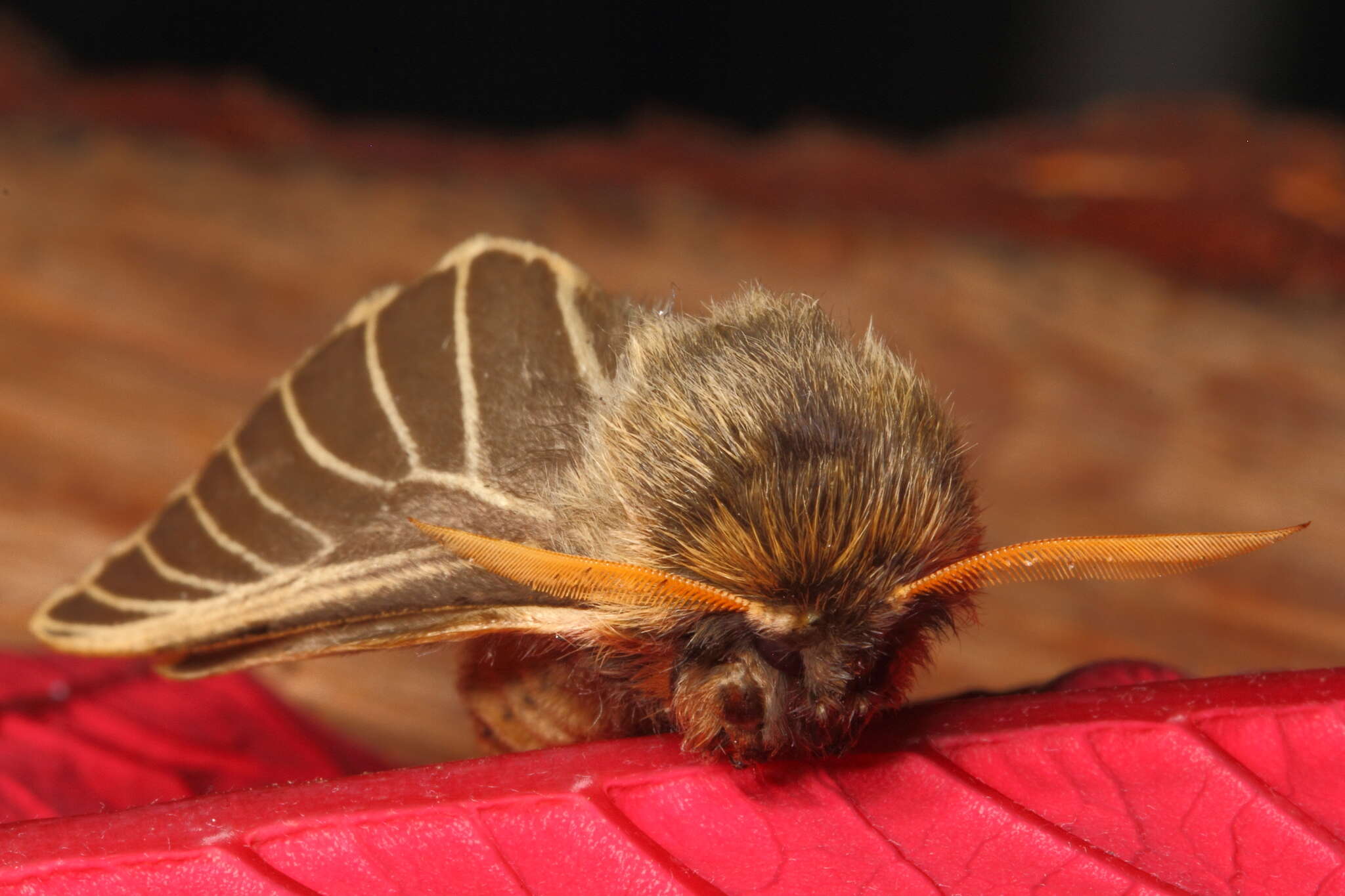 Lemonia philopalus (Donzel 1842)的圖片