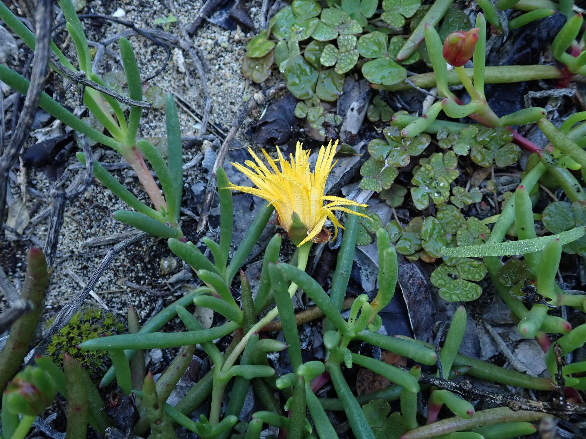 Image of Jordaaniella maritima (L. Bol.) van Jaarsv.