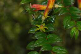 Image of Columnea microcalyx Hanst.