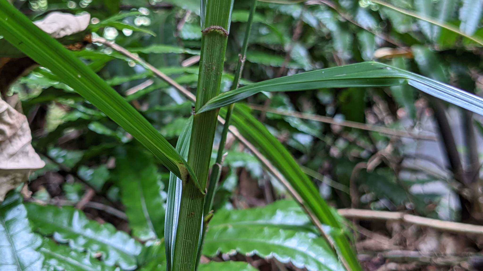 Image of Scleria terrestris (L.) Fassett