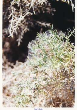 Image of Genista hispanica subsp. occidentalis Rouy