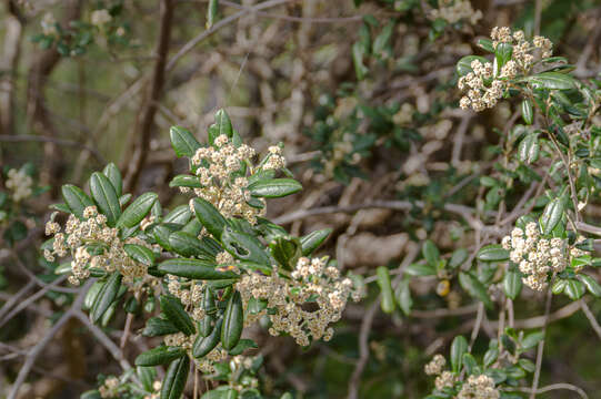 Imagem de Spyridium globulosum (Labill.) Benth.