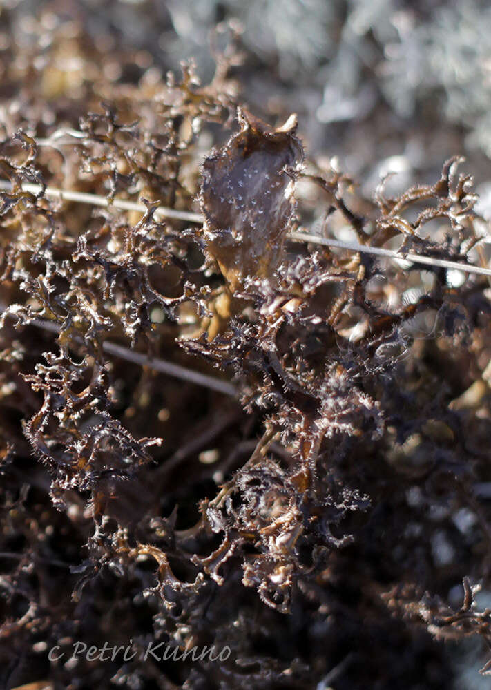 Image of cetraria lichen