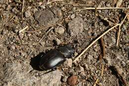 Image of Stag beetle