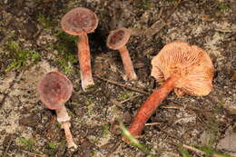 Image of Lactarius neotabidus A. H. Sm. 1983