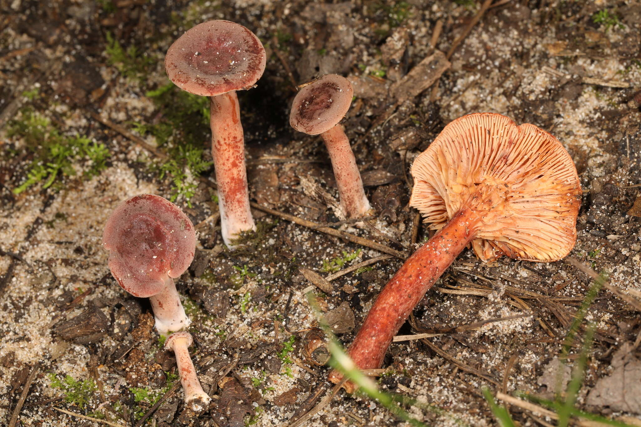 Image of Lactarius neotabidus A. H. Sm. 1983