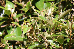 Imagem de Croton insularis Baill.