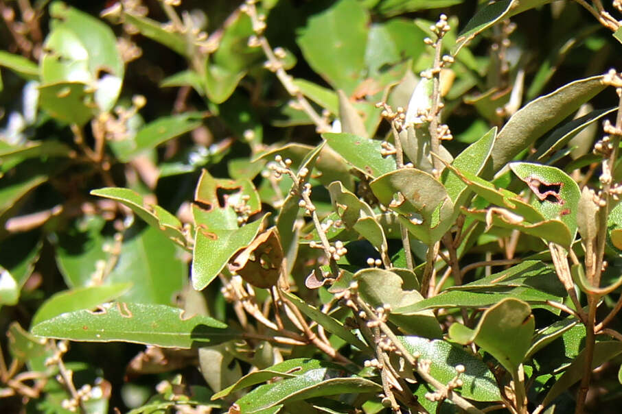 Слика од Croton insularis Baill.