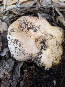 Слика од Lactarius argillaceifolius Hesler & A. H. Sm. 1979