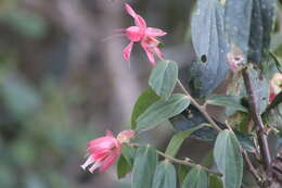 Image of Cavendishia pubescens (Kunth) Hemsl.