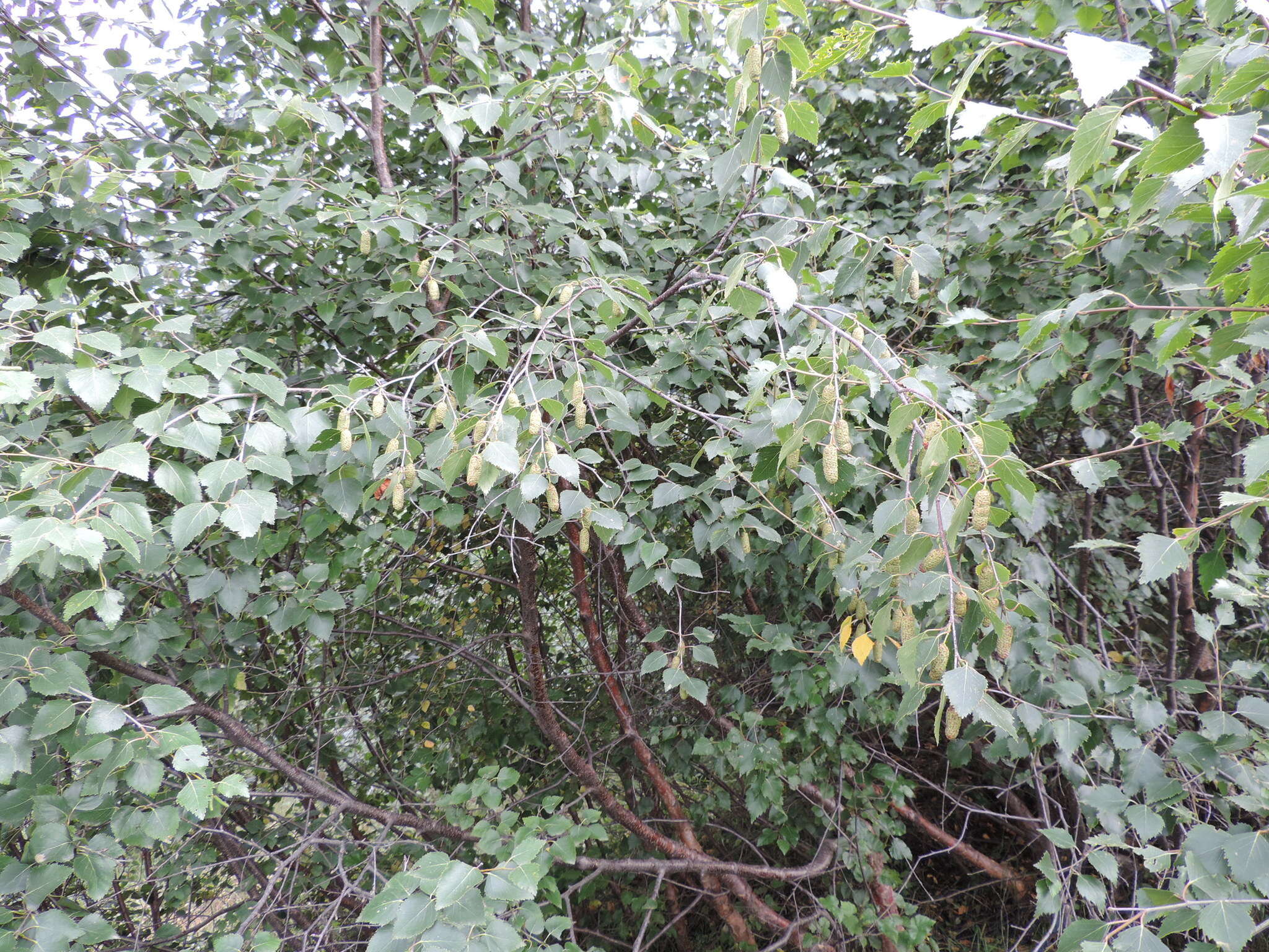 Image of Betula pubescens var. litwinowii (Doluch.) Ashburner & McAll.