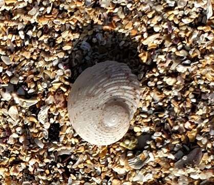 Image of False Ear Shell