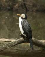 Image of Dwarf cormorants