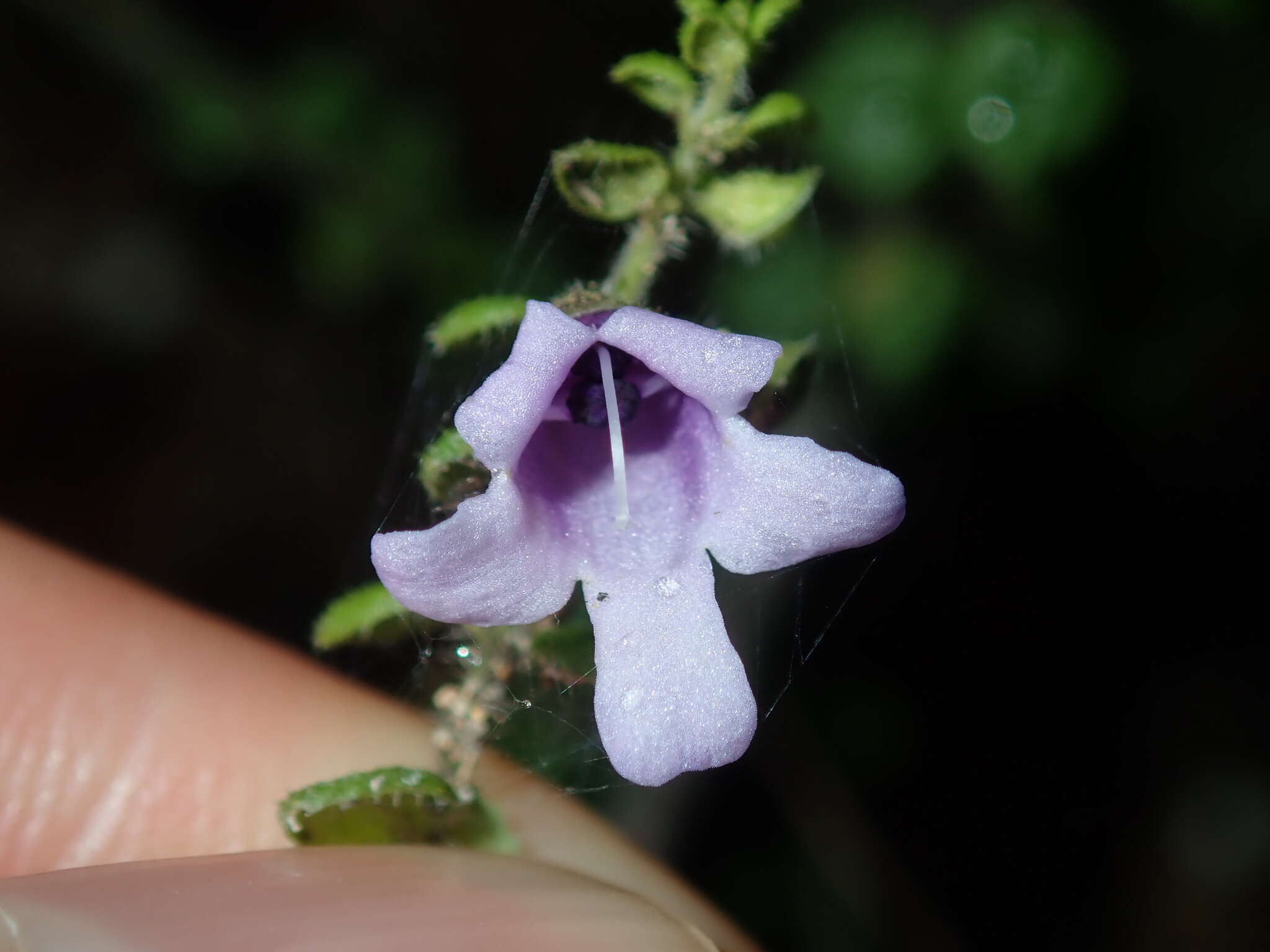 Image of Sparkling Mint-bush