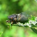 Image of New Forest cicada