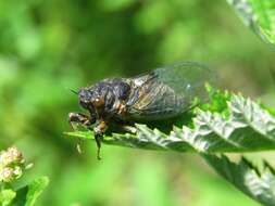 Image of New Forest cicada