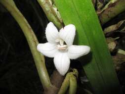 Cyrtandra confertiflora (Wawra) C. B. Clarke的圖片