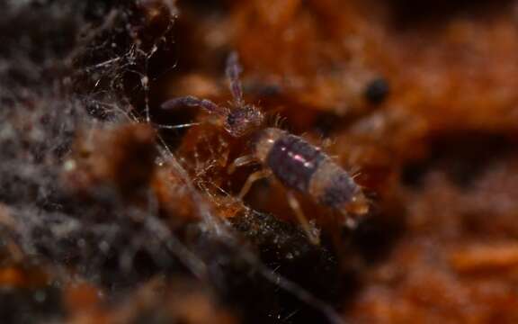 Image of Springtail