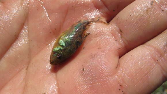 Imagem de Corydoras paleatus (Jenyns 1842)