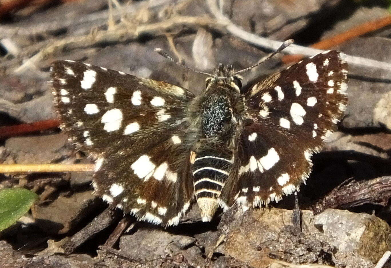 Image of Spialia spio Linnaeus 1764