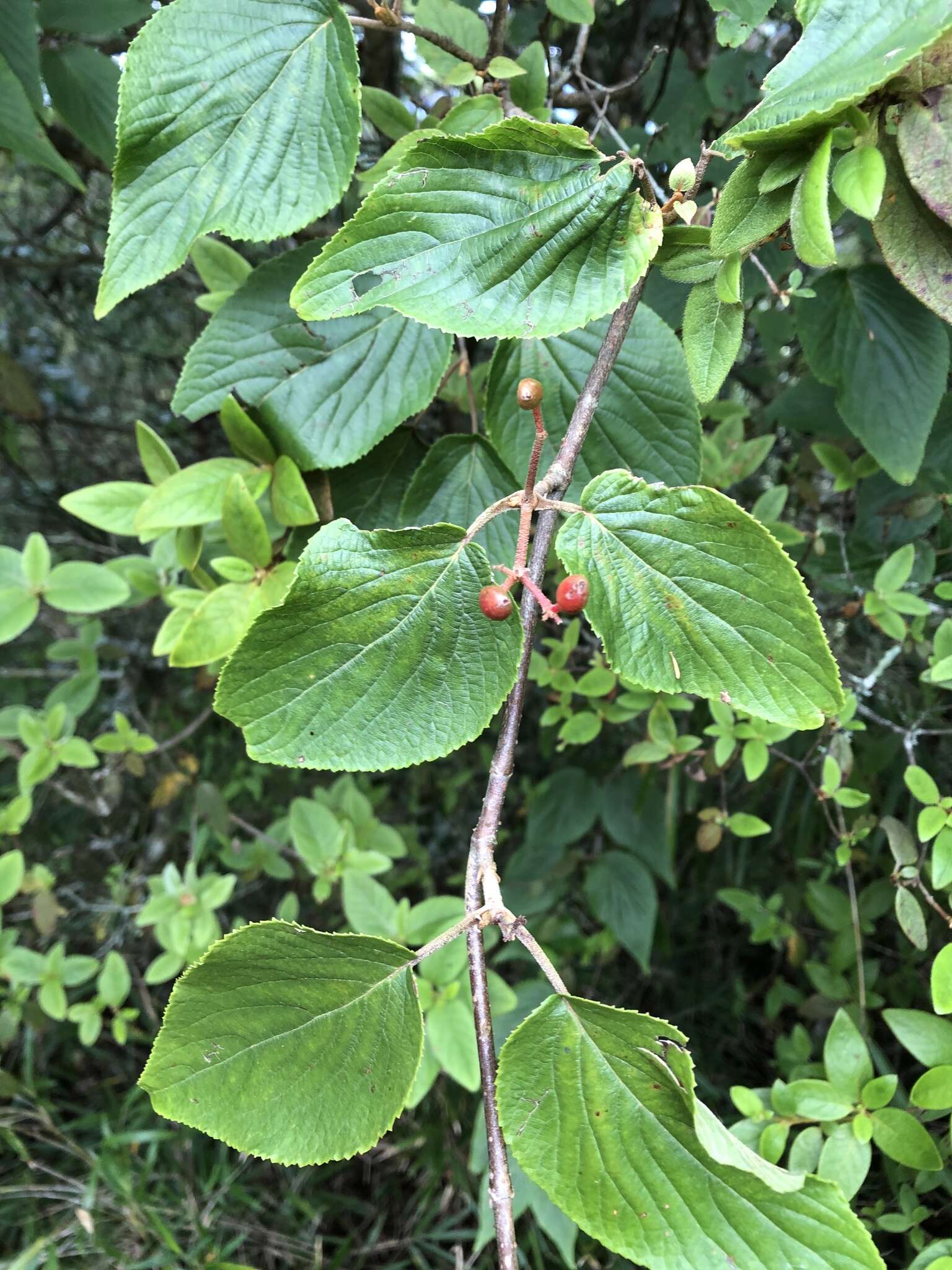 Imagem de Viburnum furcatum Bl. ex Hook. fil. & Thoms.